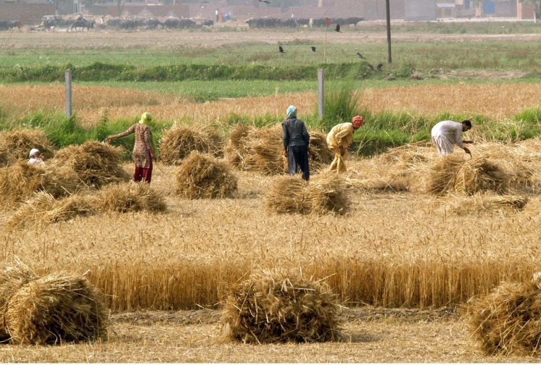 Pakistan’s wheat exports in April touch highest level since independence