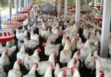 Ex-poultry association head declares 2019 worst year for industry