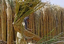 Cabinet approves formation of reforms committee for sugar sector