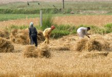 ECC likely to announce agri package for farmers amid virus lockown
