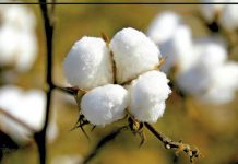 Water shortage threatens cotton sowing and production