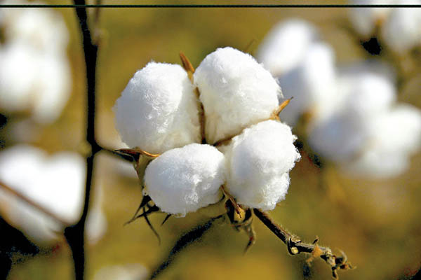 Water scarcity hits cotton sowing target