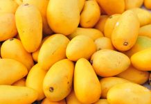 Food ministry approves four treatment plants to boost mango export to Iran