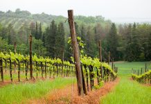 Olive cultivation in Pakistan set to receive boost after arrival of 100,000 plants from Turkey & Spain