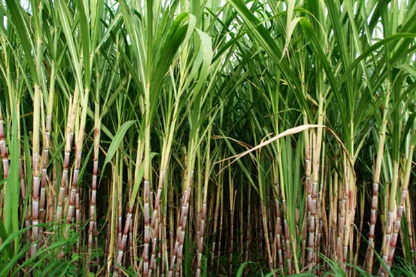Sugar industry asks government for early disbursement of outstanding subsidies