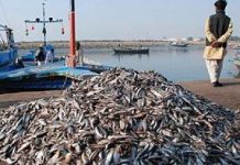 Karachi Fish Harbour to be redeveloped as per international standards: Sindh govt