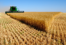 Global warming can impact agricultural output in Pakistan say: Environmentalists