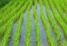 21.74pc growth of food group exports in eight months