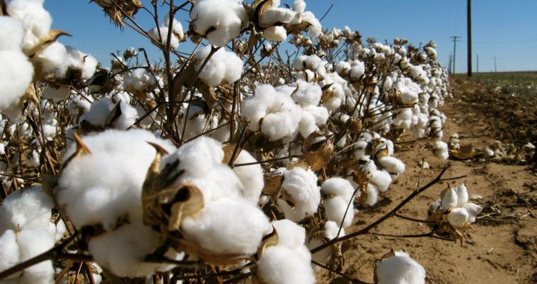 Pakistan’s cotton production plummeted in last 25 years Pakistan’s cotton production plummeted in last 25 years