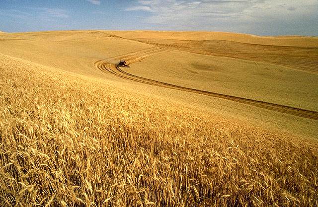 Asian mills look to secure long-term wheat supply