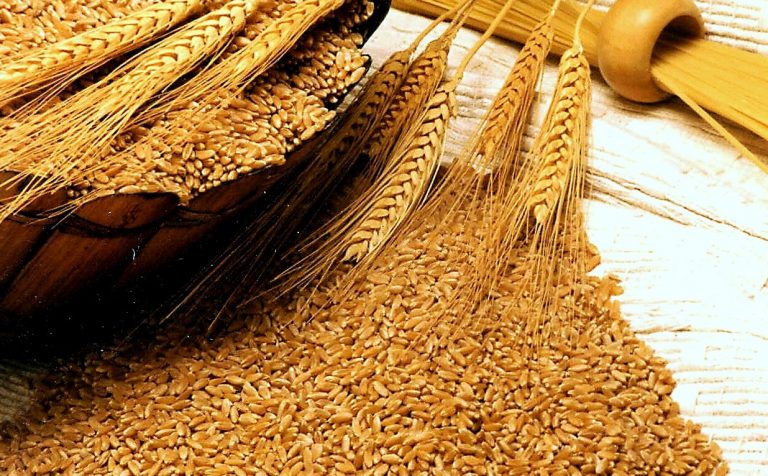 Punjab misses wheat procurement target, purchases 3.62 million tons