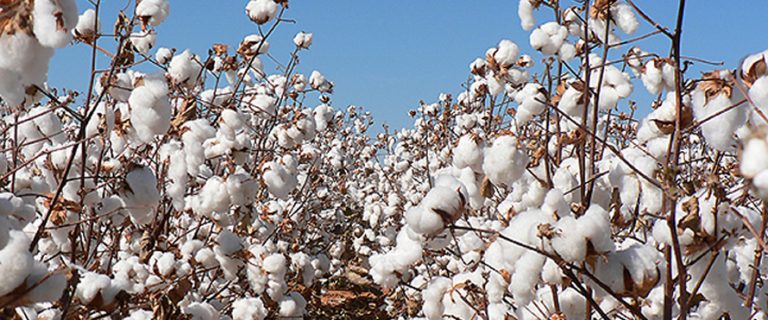 Water crunch impacts cotton production in various districts of Sindh