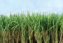 Sugar mill association files petition against inquiry commission