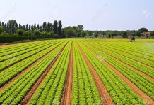 Pakistan to launch 13 mega projects with China in agri sector