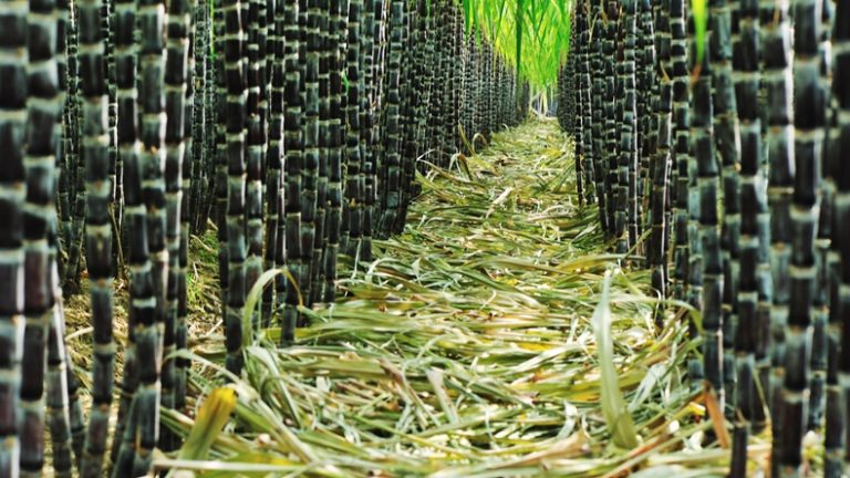 Brazil sugarcane industry vilifies Pakistan, India for protectionist measures