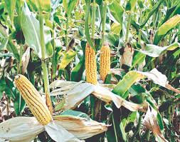 Water scarcity fuels crisis for sowing of Kharif crops Water scarcity fuels crisis for sowing of Kharif crops