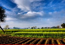 Rs 5.762 billion released for development projects of agriculture sector