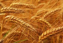 Wheat shortage in KP increases to two million tonnes