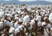 Govt devising policy to attain target of 15 million cotton bales by end of 2019