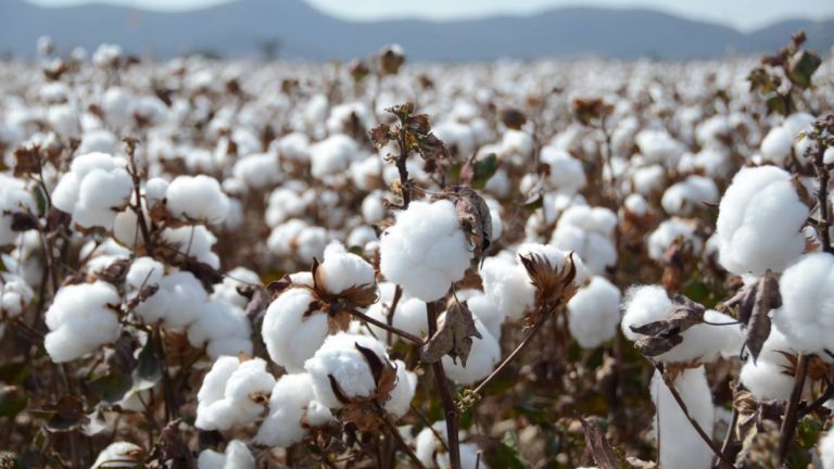 Govt devising policy to attain target of 15 million cotton bales by end of 2019