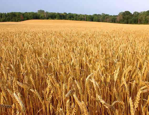 China to boost grain imports from ‘Belt & Road’ countries amid Sino-U.S. trade spat: Official China to boost grain imports from ‘Belt & Road’ countries amid Sino-U.S. trade spat: Official