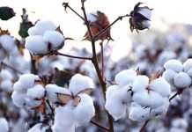 Why Pakistan’s cotton value-chain has begun to atrophy