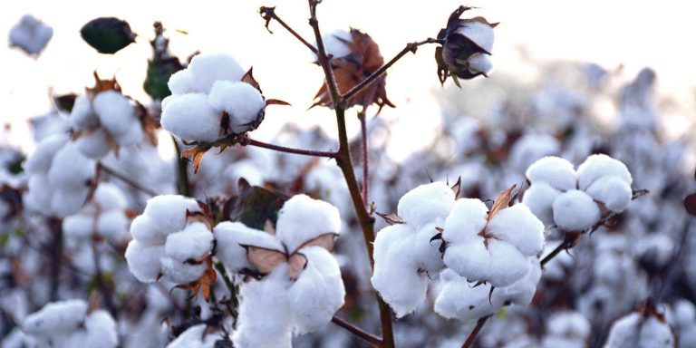 Waiving taxes, duties on cotton imports to cost Rs29 billion to national exchequer: Report