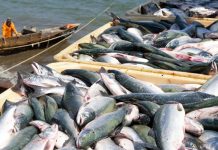 Fish exports decline 6pc in 10 months