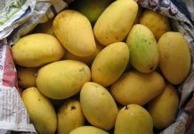 MRI aims to boost Pakistan’s mango exports