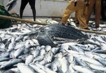 Fish farming: A lucrative business to alleviate poverty, unemployment