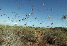 Locust invasion in Sindh causes fear of large-scale crop loss