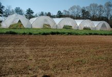 Does growing off-season crops in tunnels makes for a good business?