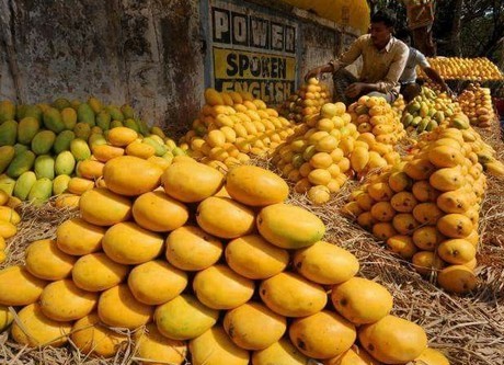 Pakistan’s mango growers face a sticky season