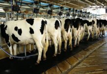 PFVA, ICT join hands to uplift livestock sectors in Sindh, Balochistan