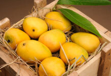 Mango exports surge 42pc in 2019: official