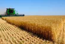 Govt pumping Rs250bn in agri sector; hoping for over 3pc growth