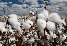 Insufficient cotton production to lower GDP growth, inflate import bill