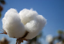 PM stresses use of modern technology to increase cotton production
