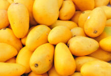 Mango exports likely to drop this year due to coronavirus