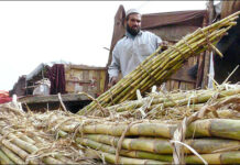 Punjab sugar mills halt crushing owing to ‘non-availability of sugarcane’