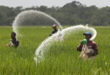 Govt plans further reduction in fertiliser prices