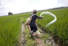 Govt, stakeholders fail to reach consensus on urea price