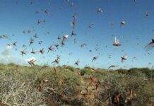 Centre, Sindh govt join hands to fight locusts