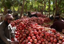 Customs team confiscates pomegranates shipment worth millions
