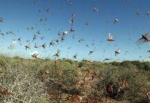 Govt mulls seeking army’s help to protect crops from locusts