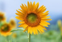 Punjab govt to cultivate sunflower across 210,000 acres this year