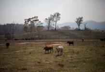 Australia’s farmers count cost after bushfires wipe out livestock