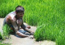 Subsidised rice crop tool scheme may end era of bone-breaking plantation