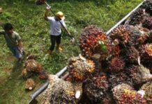 Palm row: India’s trade minister won’t meet Malaysian counterpart in Davos Palm row-India-Malaysia