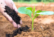Fertilisers production grows 8pc in first 5 months of FY 2019-20